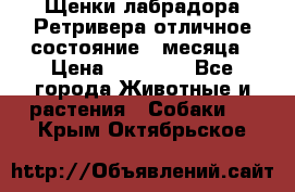 Щенки лабрадора Ретривера отличное состояние 2 месяца › Цена ­ 30 000 - Все города Животные и растения » Собаки   . Крым,Октябрьское